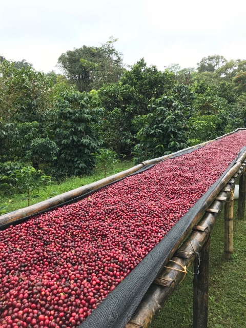 コスタリカのコーヒー