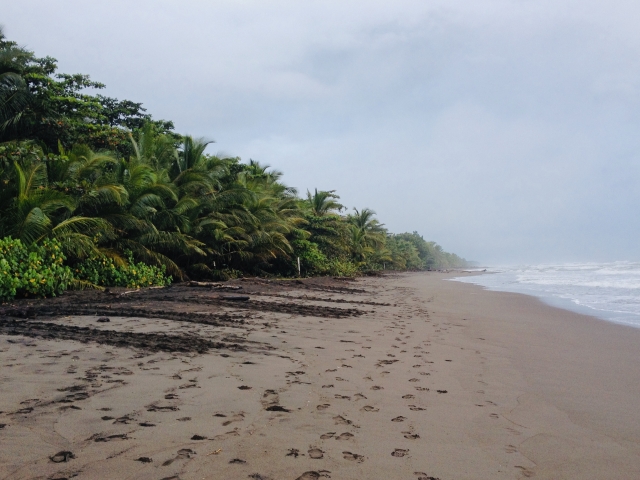トルトゥゲーロ国立公園のビーチ