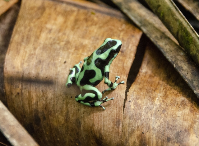 マダラヤドクガエル