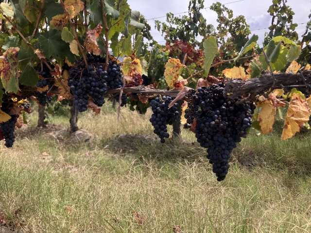 アルゼンチンのワイン用ブドウ